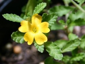 DAMIANA | TURNERA DIFFUSA - Posvátná rostlina Aztéků
